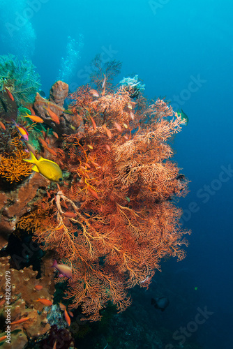 Tropical reef scene in Bali Indonesia