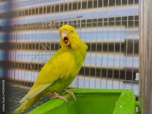 cute Budgerigar bird sitting aside in a cage