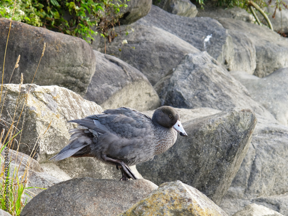 Fototapeta premium A blue duck beside the Motueka river, New Zealand.