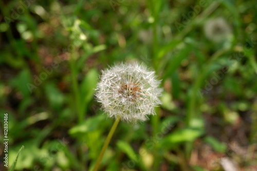 dandelion in the grass