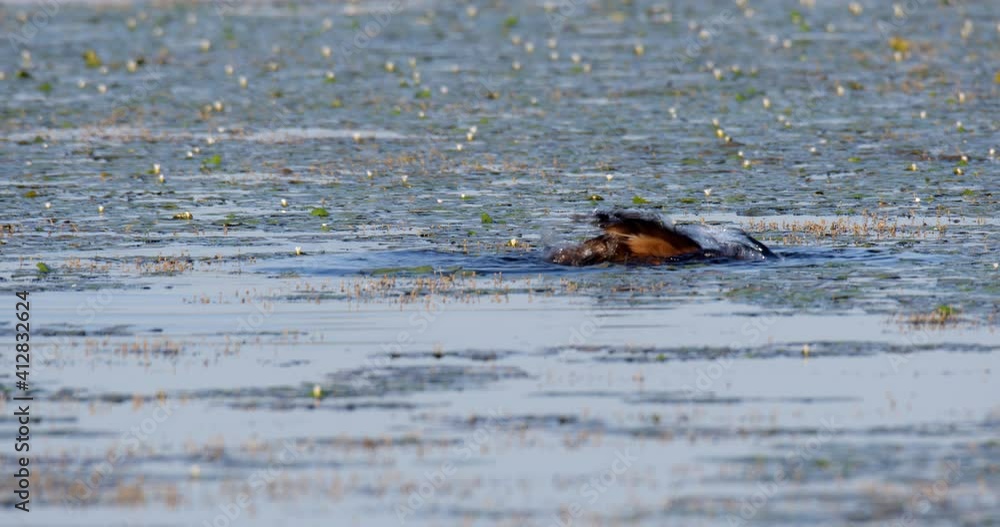 Ferruginous duck from Crna Mlaka fishponds Ferruginous duck from Crna Mlaka fishponds