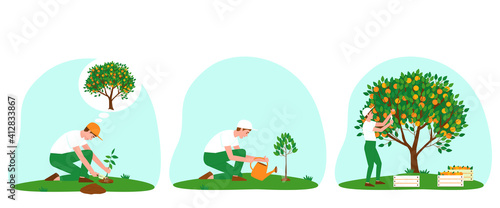 Set of illustrations of caring for a tangerine tree. A gardener planted a plant. Watering the tangerine tree from a watering can. The gardener collects tangerines in boxes. Flat vector illustration.