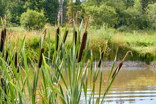 reeds growing on the shore of a reservoir in summer photo