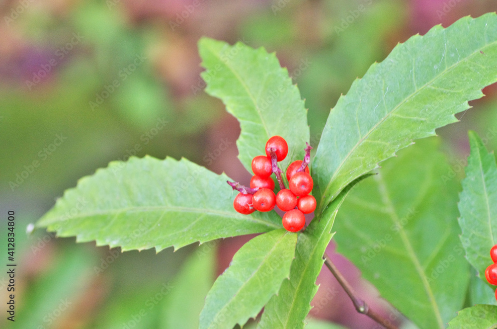 The red berry in japanese park The red berry in japanese park