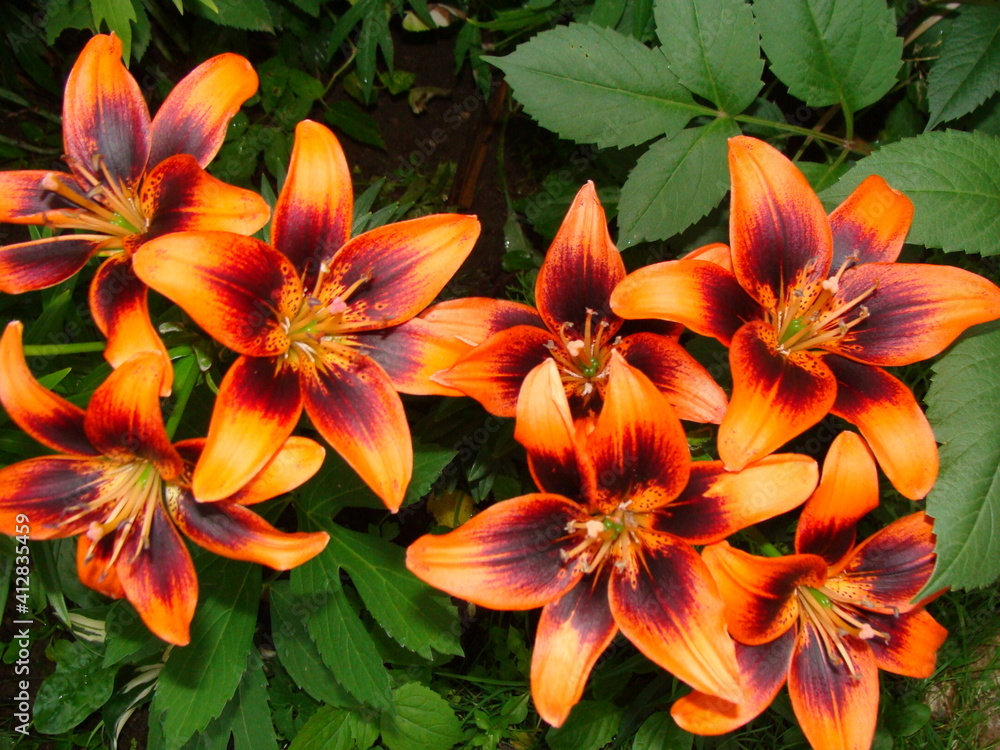 juicy orange lilies juicy orange lilies