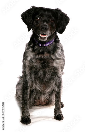 Fototapeta Naklejka Na Ścianę i Meble -  Brittany Dog