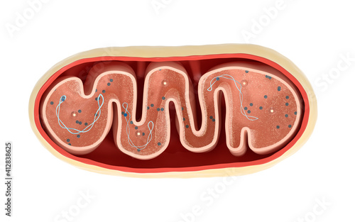 Принти на полотні Cross-section view of Mitochondria