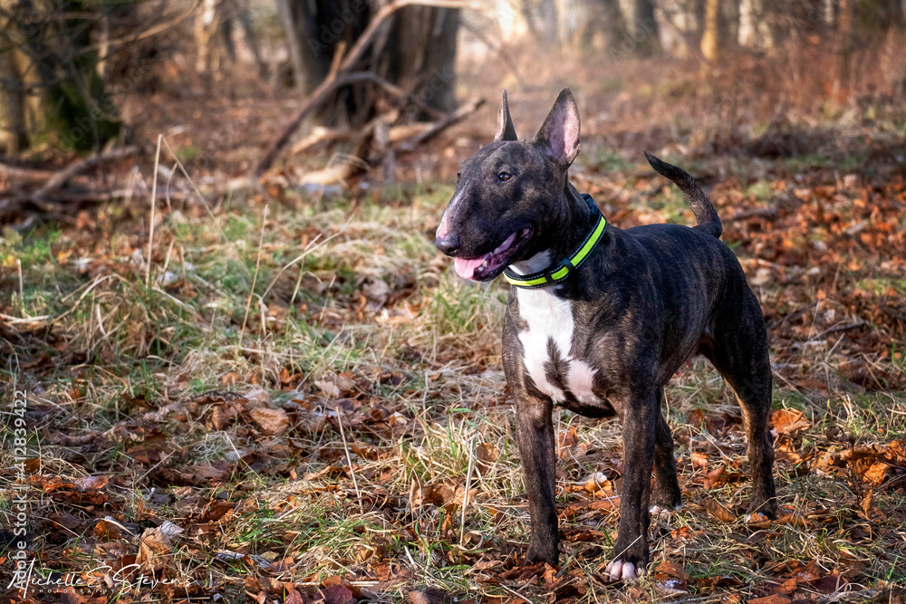 Bullterrier in outside autumnal winter setting alert and attentive