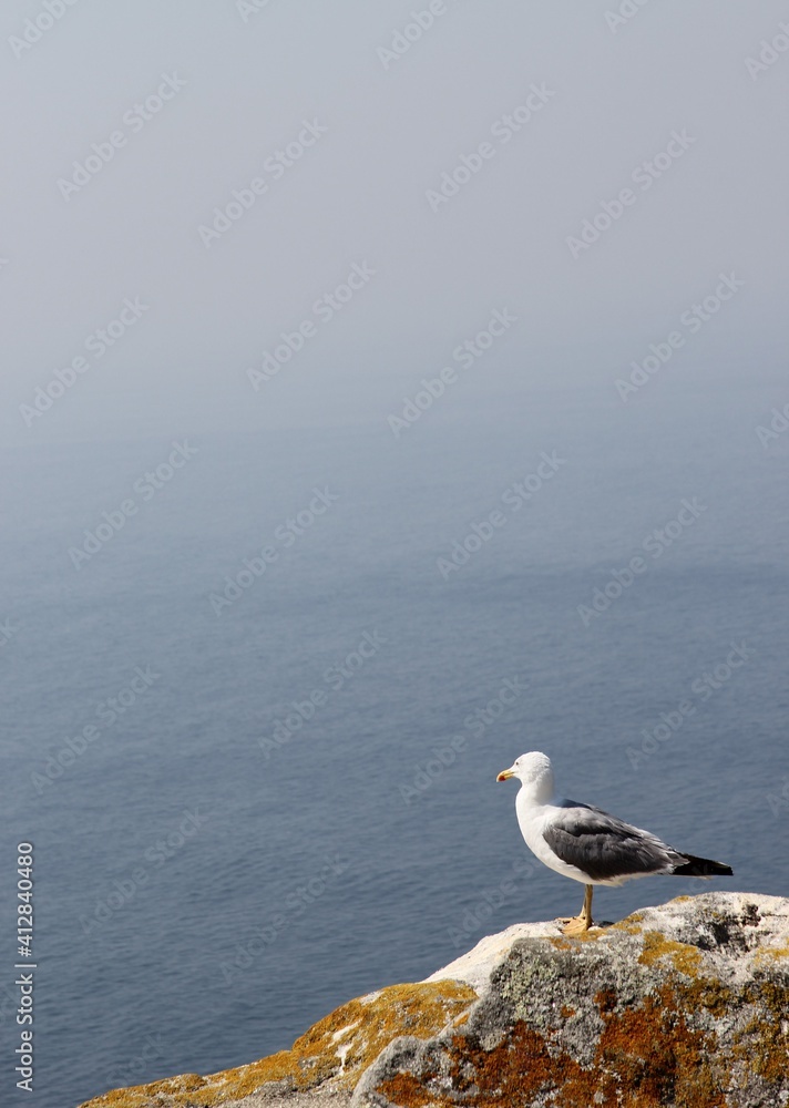 contemplative seagull looking at the blue horizon of the sky and the sea contemplative seagull looking at the blue horizon of the sky and the sea