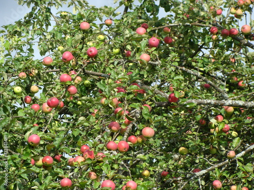 red apples on a tree