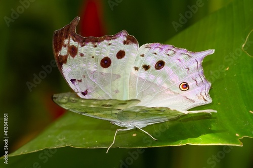 Protogoniomorpha parhassus, Forest mother-of-pear, white African tropical butterfly on green leaf, selective focus photo