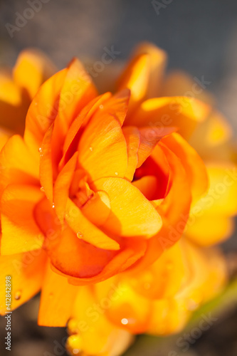 texture of a beautiful yellow rose photographed closeup. High quality photo