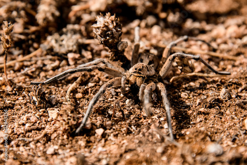 close-up of shaggy brown spider like tarantula crawling along the ground.