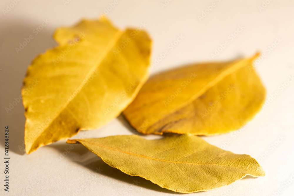 Laurel Laurel