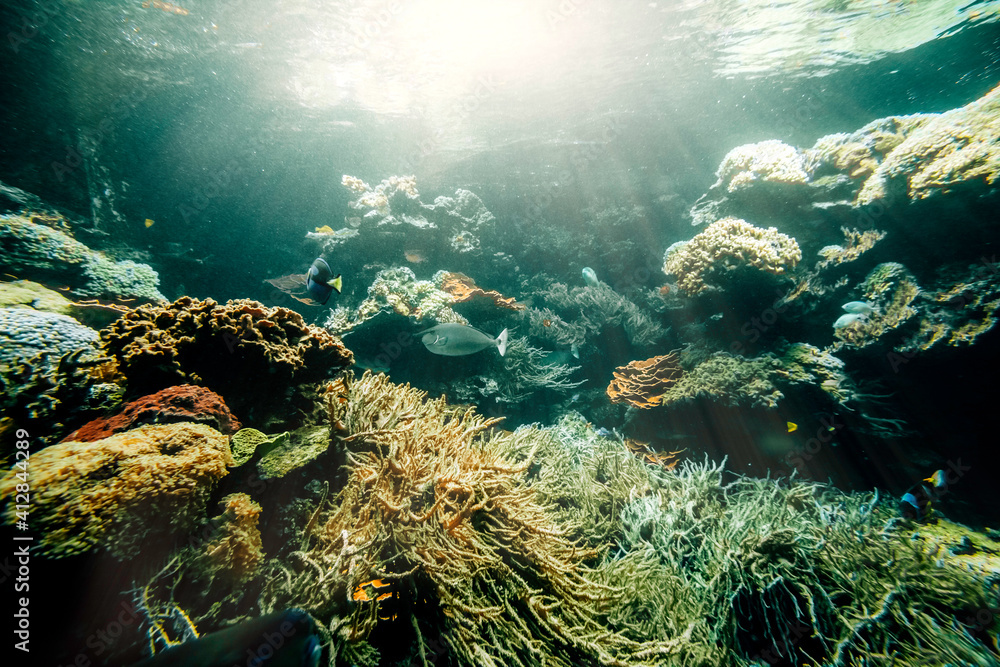 Underwater coral reef on the red sea