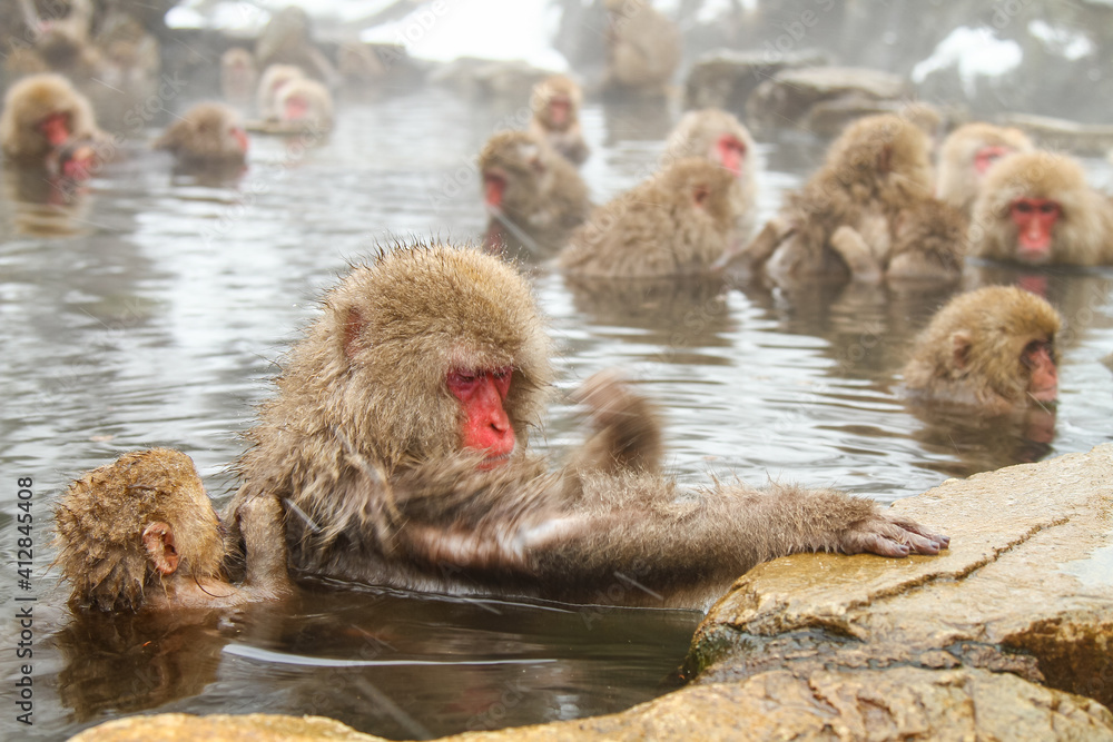 Naklejka premium 温泉に浸かるニホンザル