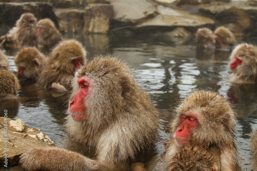 Fototapeta premium 温泉に浸かるニホンザル