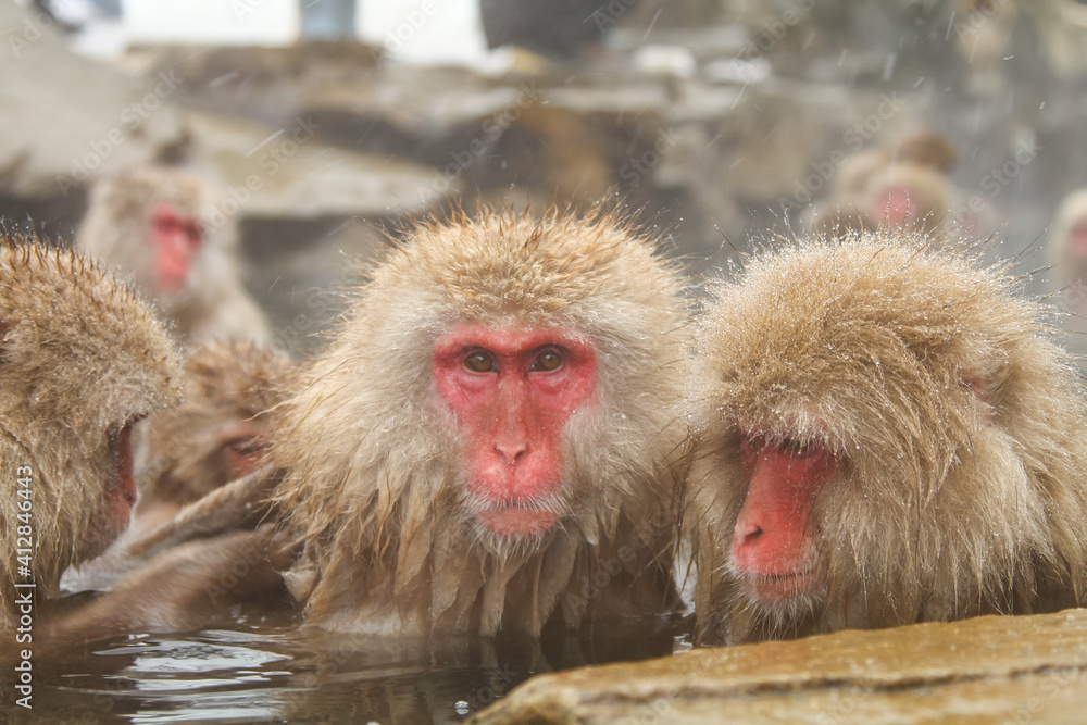 Naklejka premium 温泉に浸かるニホンザル