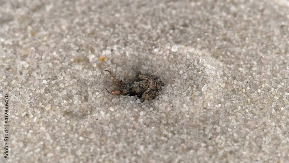 Insect larva Myrmeleon formicarius or common antlion, family Myrmeleontidae, order Neuroptera. Predator, buries itself in the sand, making a funnel and waits for prey Insect larva Myrmeleon formicarius or common antlion, family Myrmeleontidae, order Neuroptera. Predator, buries itself in the sand, making a funnel and waits for prey