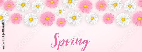 Spring banner or header background with pink and white daisy flowers. Vector illustration.