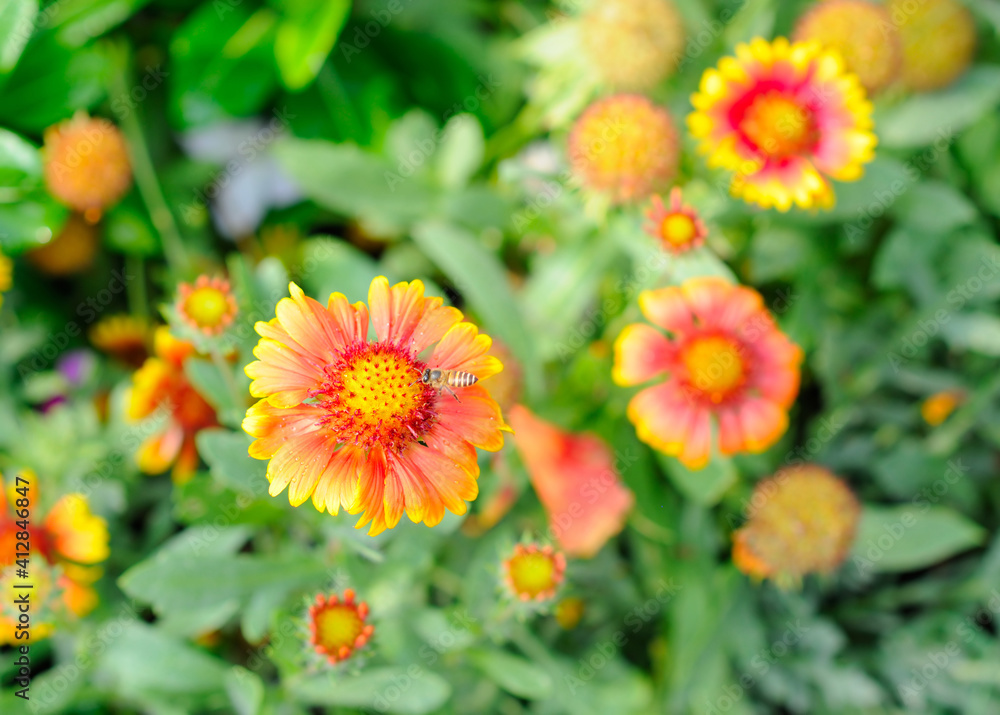 Vibrant Yellow and Orange Flowers Vibrant Yellow and Orange Flowers