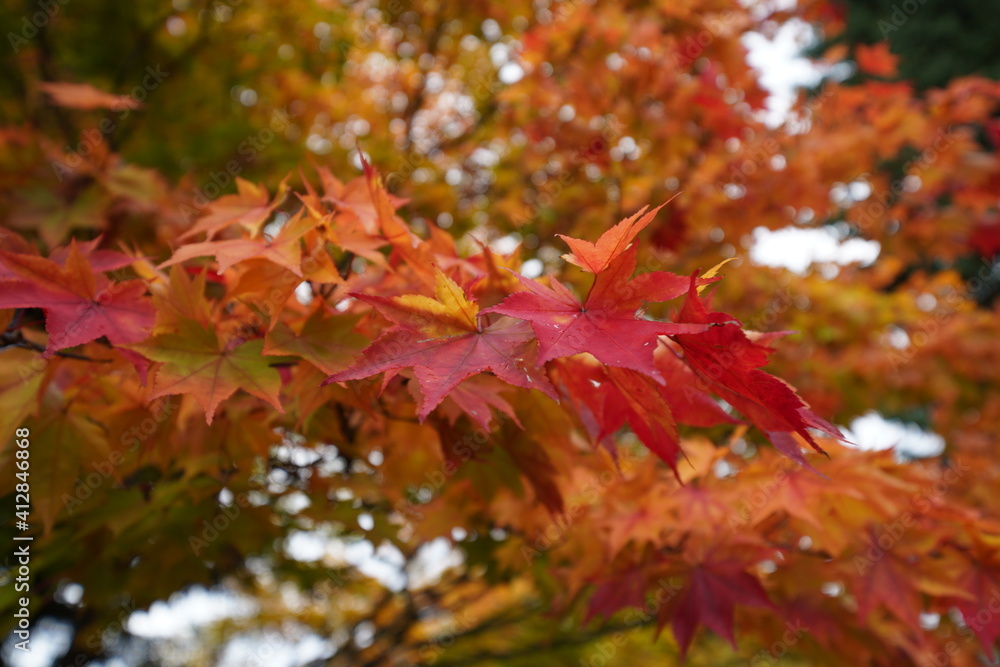 Sapporo, Japan - 15 Oct 2020: Autumn leaves in Sapporo Art Park Sapporo, Japan - 15 Oct 2020: Autumn leaves in Sapporo Art Park
