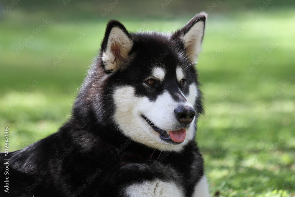 Alaskan Malamute