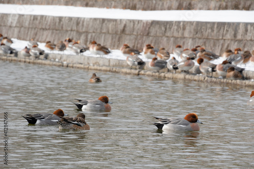 冬の池を泳ぐカモと後ろで休むカモの群れ photo