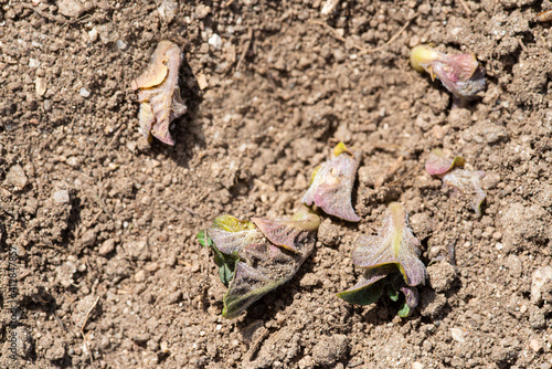 Plantas de judías germinando y creciendo en la huerta ecológica photo