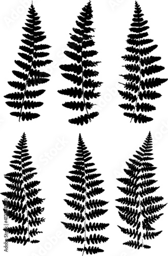 Fern leaves plant vector tree illustration