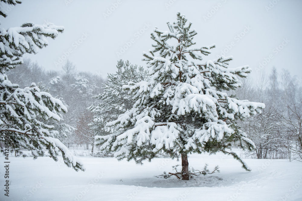 Winter landscape with snowy trees and snowflakes. Christmas concept Winter landscape with snowy trees and snowflakes. Christmas concept