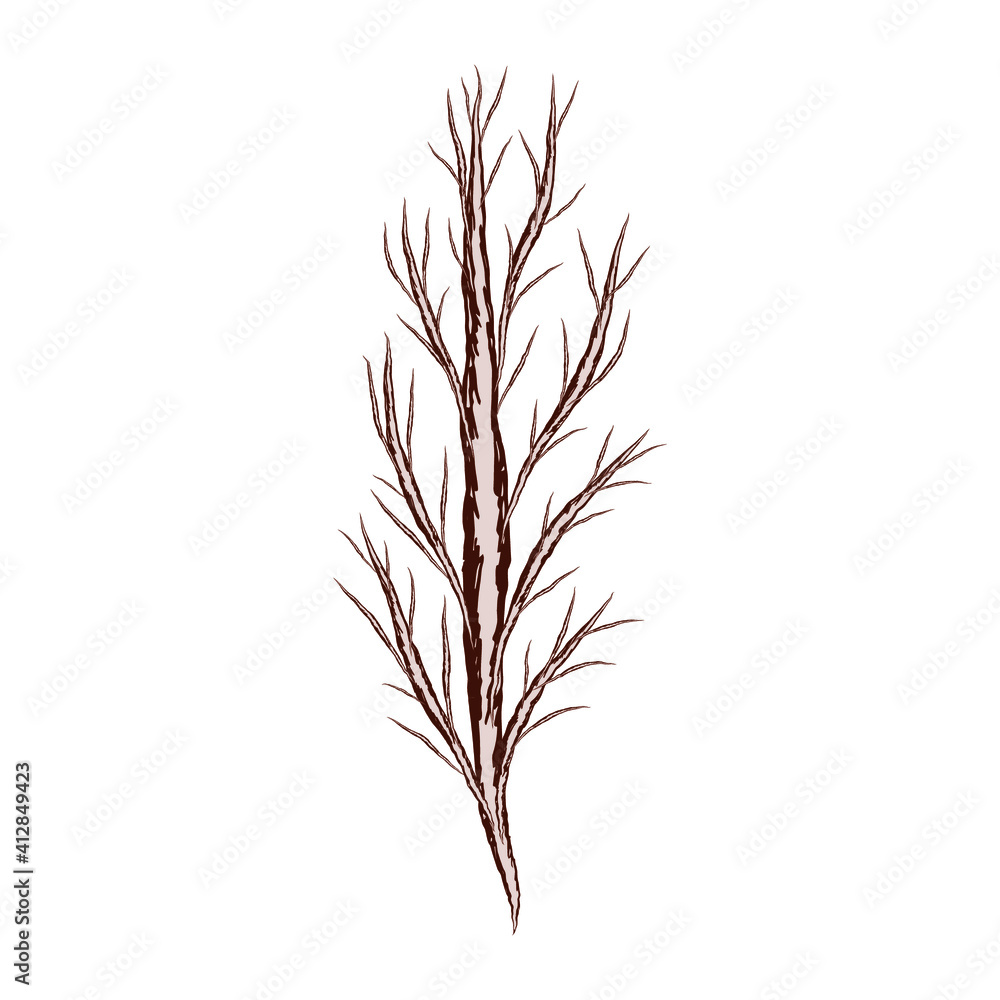 Fototapeta premium Sketch of a tree with bare branches without leaves. Vector illustration. Isolated plant on a white background.