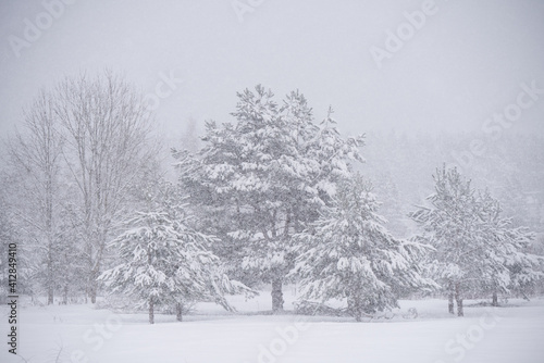 Winter landscape with snowy trees and snowflakes.