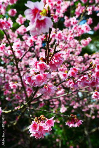 鮮やかな緋寒桜