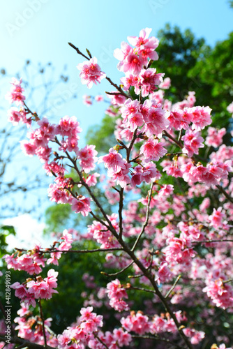 鮮やかな緋寒桜