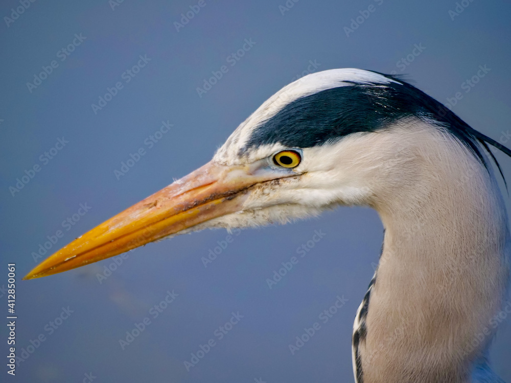 Gray heron (Ardea cinerea), close up portrait of head, big wading bird standing in the water, details of his gray feathers and long beak, scene form wild nature.