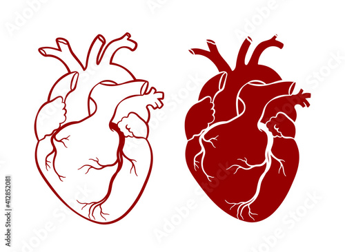 Human heart. Anatomical realistic heart, line art, vector illustration