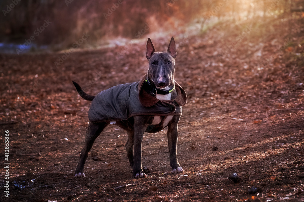 Muscular and alert bull terrier in autumnal setting with golden sunshine backdrop Muscular and alert bull terrier in autumnal setting with golden sunshine backdrop