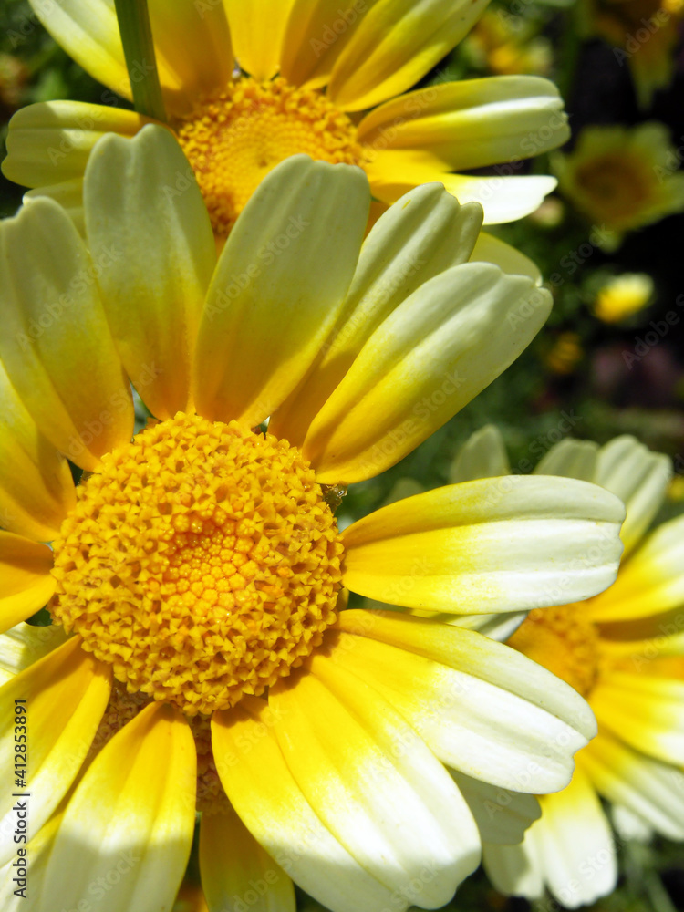 Fototapeta premium White-yellow chamomile. Macro photography. Summer concept.
