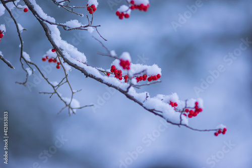 雪が積もる赤い木の実のアップ