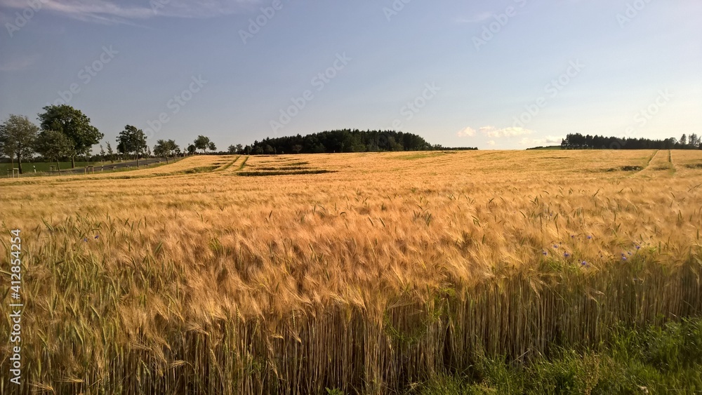 Feld bei Tobertitz