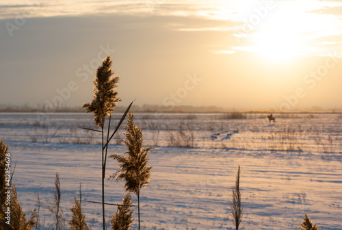 winter sunset on a snowy field