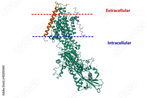 Structure of sodium–potassium adenosine triphosphatase, also known as the sodium–potassium pump, 3D cartoon model, white background photo