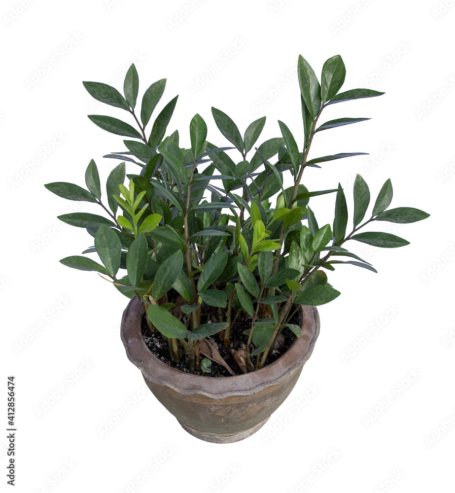Fototapeta premium Zamioculcas zamiifolia in pot, Ornamental plants, home decoration plants Isolated on White Background.