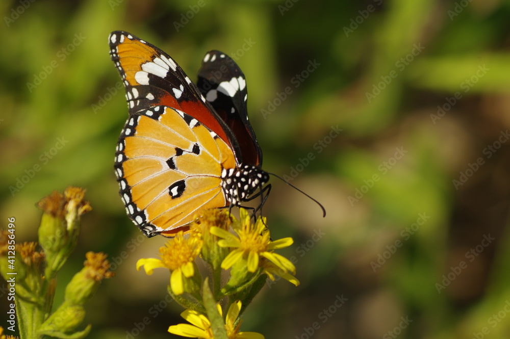 Fototapeta premium mariposa naranja sobre fondo desenfocado