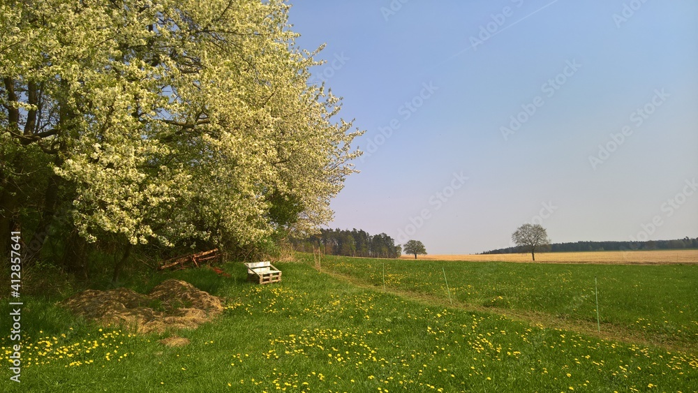 Fototapeta premium Frühling in Tobertitz