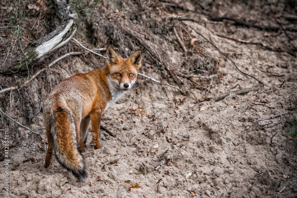 Fototapeta premium Wild fox in the Amsterdamse waterpipe dunes in the Netherlands