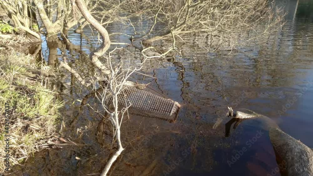 Illegal wildlife trap, used to catch and trap otters, mink and crayfish