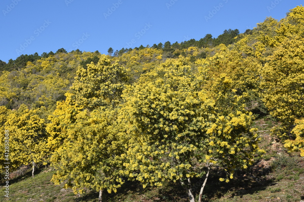 Naklejka premium France, côte d'azur, Tanneron, forêt de mimosa, importé d'Australie où il fleurit en été, il a continué à fleurir à la même période qui correspond à l'hiver en France.
