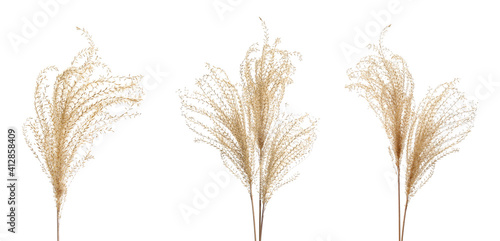 Set with beautiful decorative dry flowers on white background, banner design